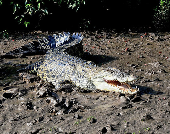 Instagram post image