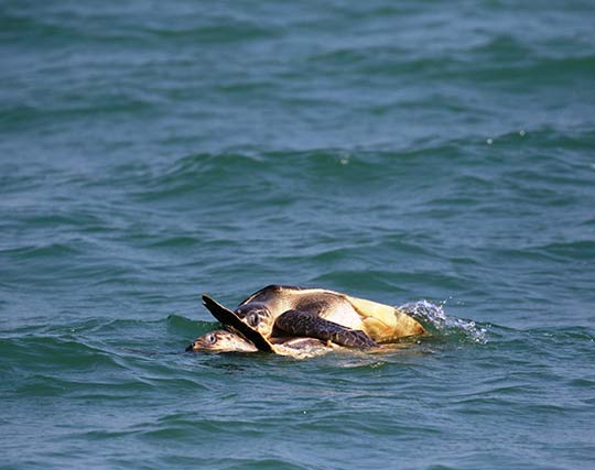 Instagram post image