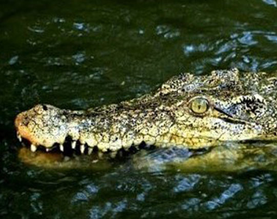 Instagram post image