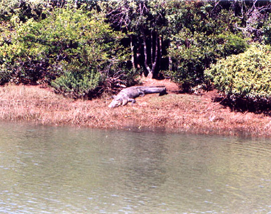 Instagram post image