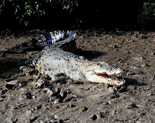 Instagram post image