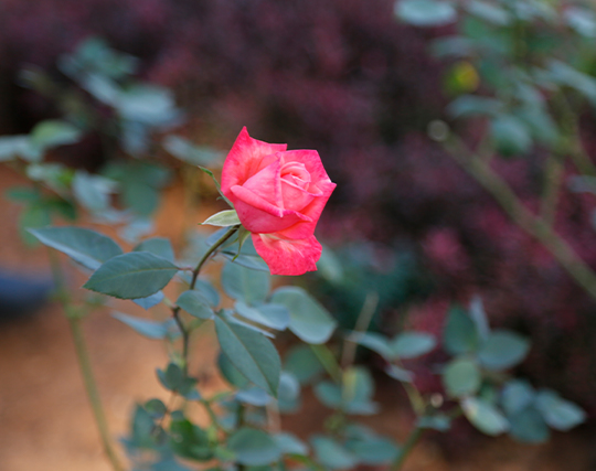 Instagram post image