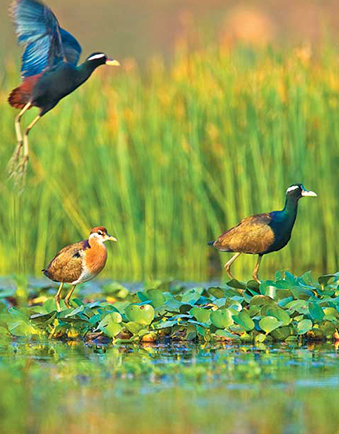 Chilika Nature Camps