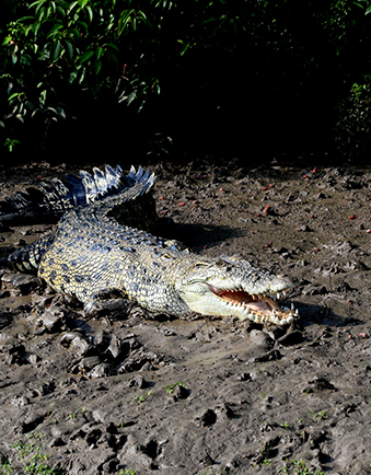 Bhitarkanika Nature Camps