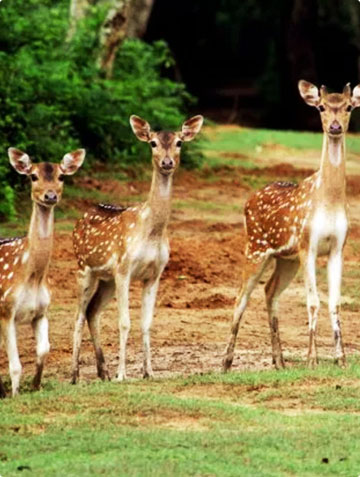 Bhitarkanika Nature Camps