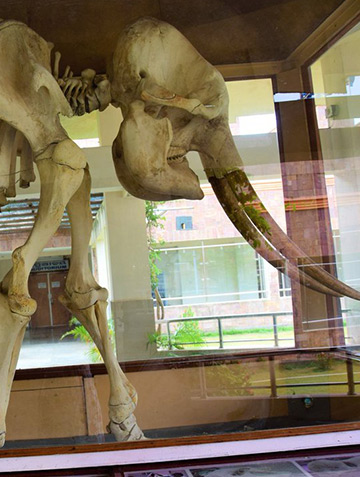 Regional Museum of Natura ...