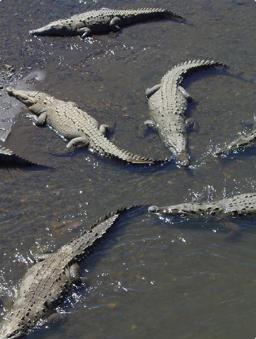 Satkosia Nature Camps
