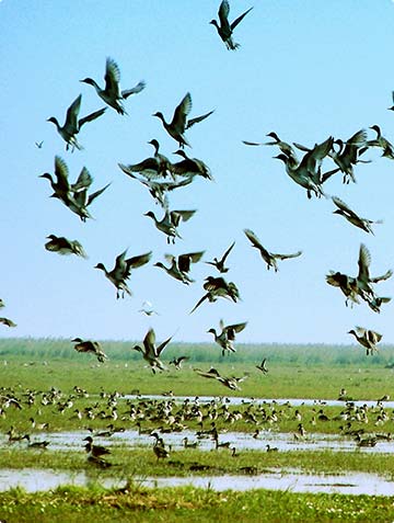 Similipal Nature Camps