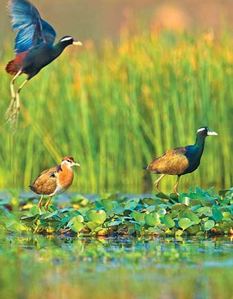 Chilika Nature Camps